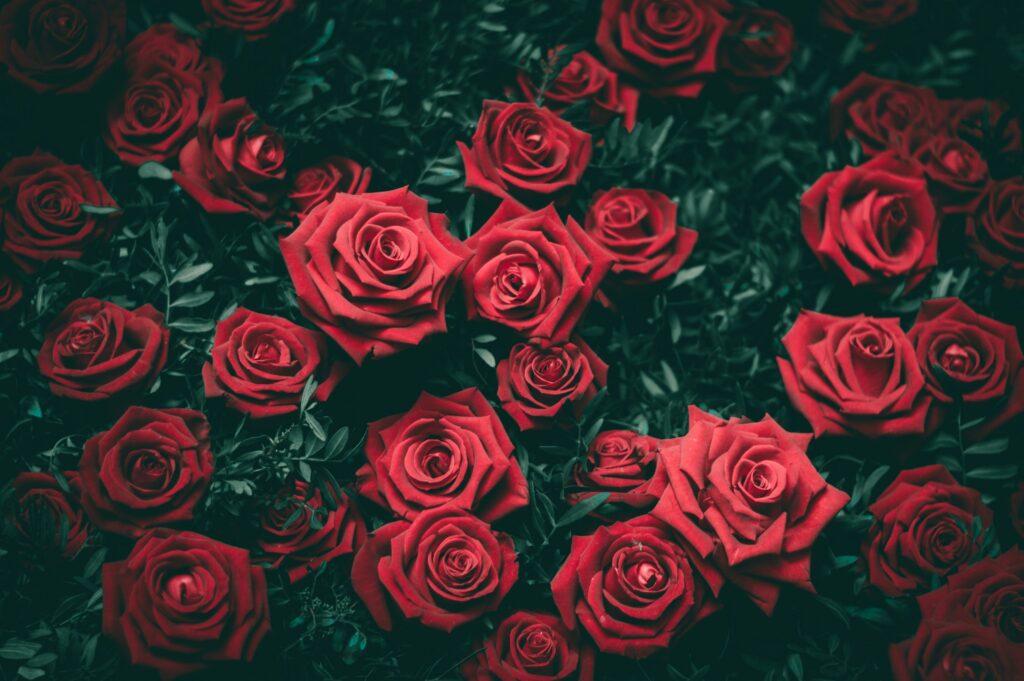 Wallpaper:7-Sxouolxpg= Rose:Ropivo3dhyk= Flowers